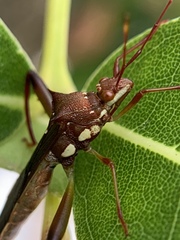 Hyalymenus longispinus