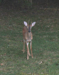 Odocoileus virginianus