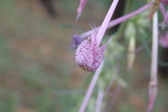 Ipomopsis macrosiphon