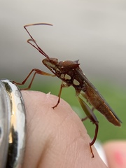 Hyalymenus longispinus