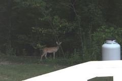 Odocoileus virginianus