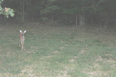 Odocoileus virginianus