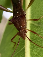 Hyalymenus longispinus
