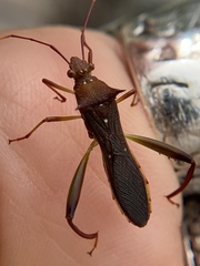 Hyalymenus longispinus