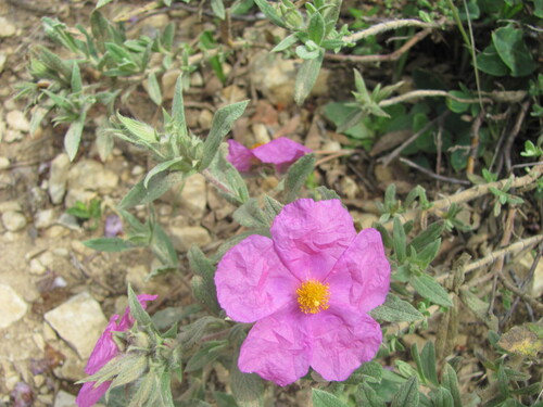 Cistus albidus