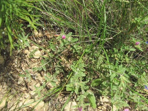 Cistus albidus