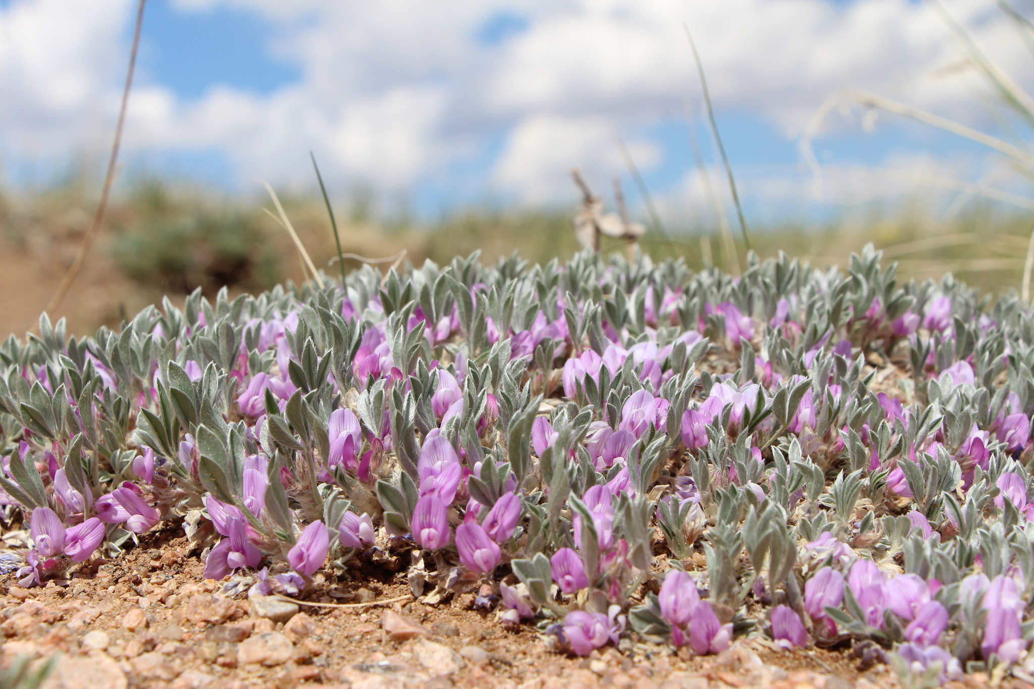 Astragalus tridactylicus