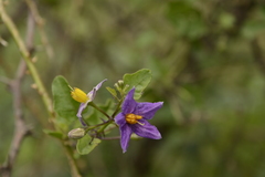 Solanum trilobatum