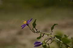 Solanum trilobatum