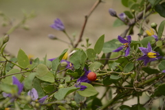 Solanum trilobatum