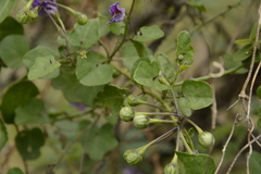 Solanum trilobatum