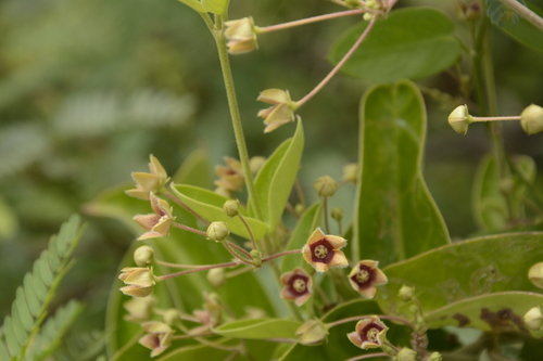 Vincetoxicum indicum, photograph 5