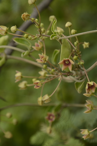 Vincetoxicum indicum, photograph 4