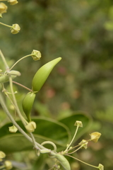 Vincetoxicum indicum