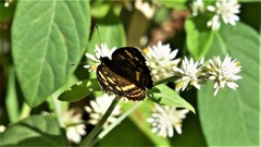 Araschnia prorsoides