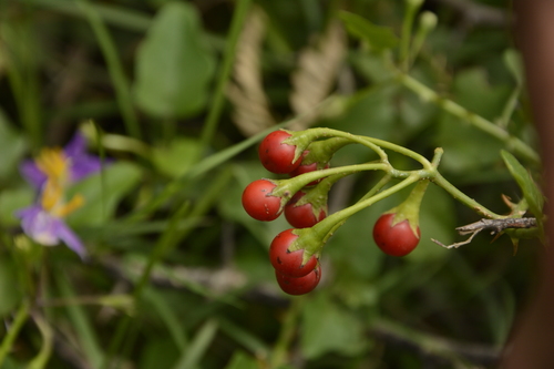 Image of Solanum trilobatum by (c) Siddarth Machado, some rights reserved (CC BY)