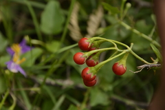Solanum trilobatum