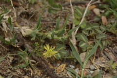Neptunia triquetra