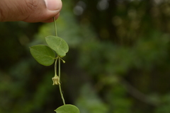 Pentatropis capensis