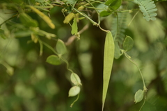 Pentatropis capensis