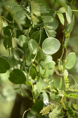 Pentatropis capensis