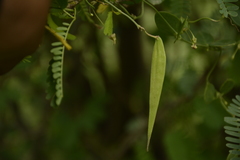 Pentatropis capensis