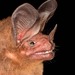 Common Big-eared Bat - Photo (c) Jose G. Martinez-Fonseca, some rights reserved (CC BY-NC), uploaded by Jose G. Martinez-Fonseca
