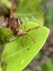Hyalymenus longispinus