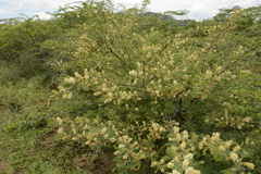 Vachellia horrida