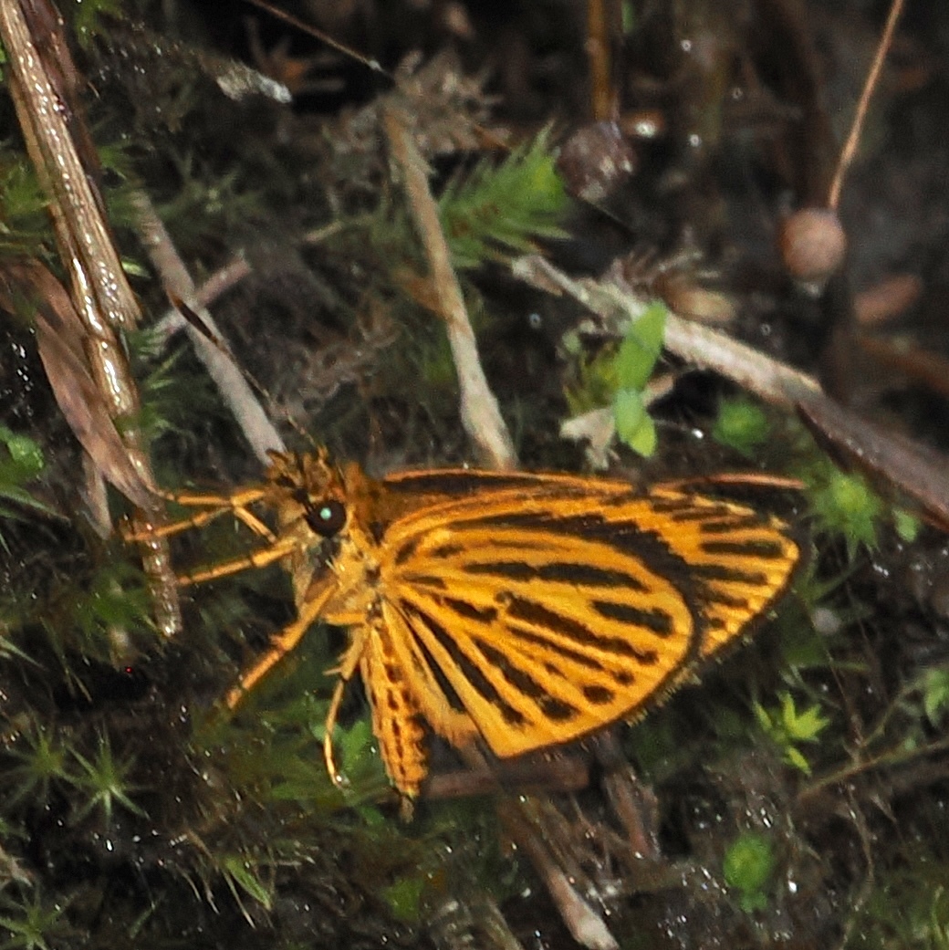 Tiger Hopper