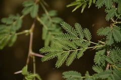 Vachellia horrida