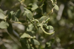 Cadaba fruticosa