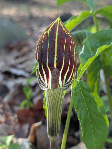 Arisaema triphyllum