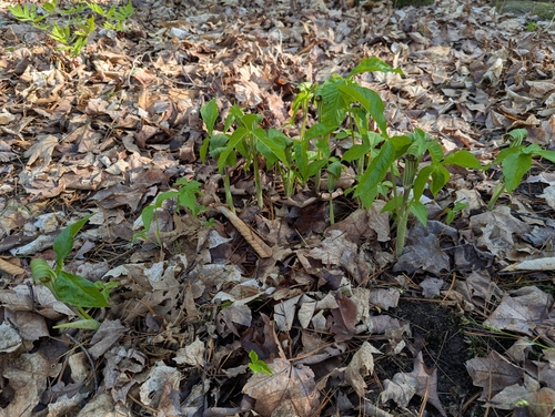 Arisaema triphyllum