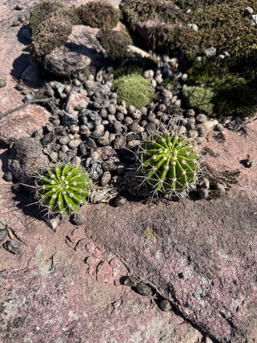 Echinopsis oxygona