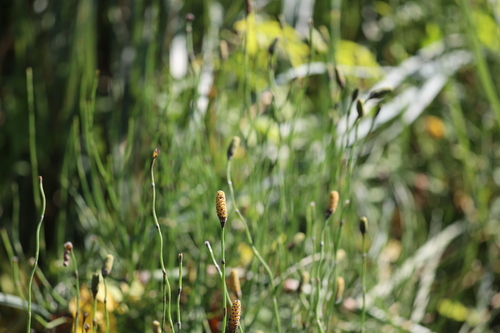Image of Equisetum giganteum by (c) Andrea Gantzer, some rights reserved (CC BY)