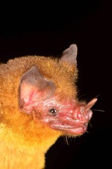 Orange-Throated Bat photo 3