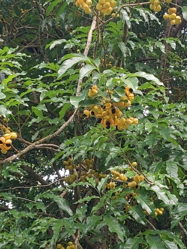 Harpullia pendula observed 2025-05-11