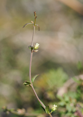 Metastelma arizonicum
