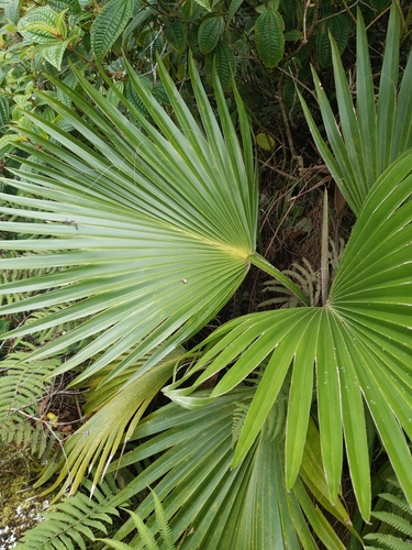 Pritchardia kaalae observed 2025-05-11