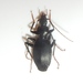 Platynus angustatus - Photo (c) Jonathan (JC) Carpenter, algunos derechos reservados (CC BY-NC), subido por Jonathan (JC) Carpenter