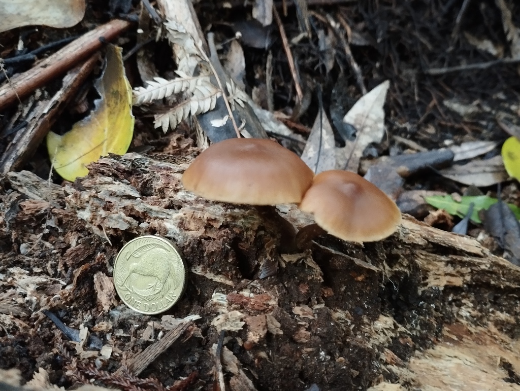 Galerina patagonica · May 2025 · photo: © geoffr (iNaturalist, cc0)
