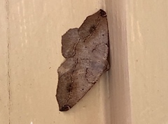 Prochoerodes forficaria