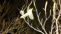 Hyles livornicoides