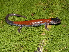 Plethodon yonahlossee
