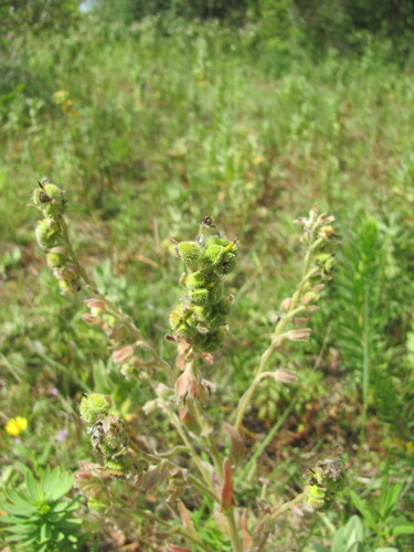 Cynoglossum clandestinum, photograph 1