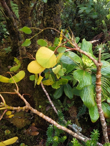 Cheirodendron platyphyllum ssp. platyphyllum