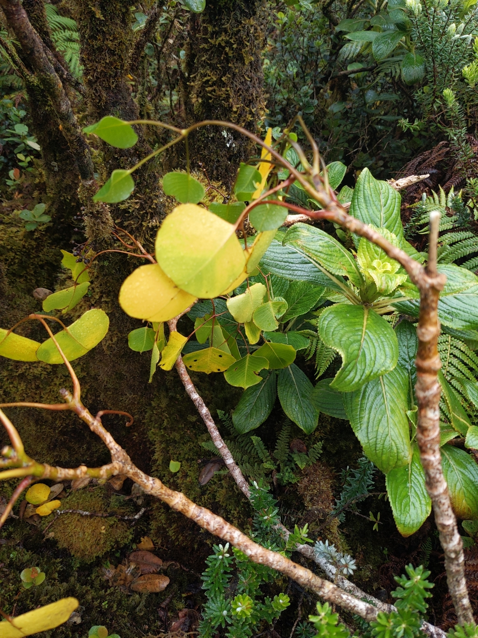 Cheirodendron platyphyllum ssp. platyphyllum