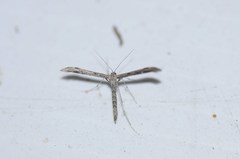 Hellinsia inquinatus