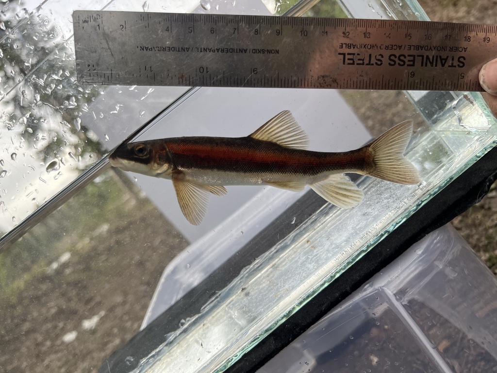 Longnose sucker (Catostomus catostomus) — Catostomidae